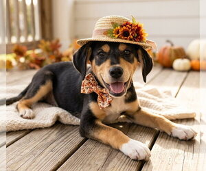 Trudy - Female Beagle-Unknown Mix Dog for Adoption - Photo #4