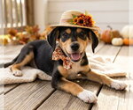 Small Photo #4 Beagle-Unknown Mix Puppy For Sale in Mt. Laurel, NJ, USA