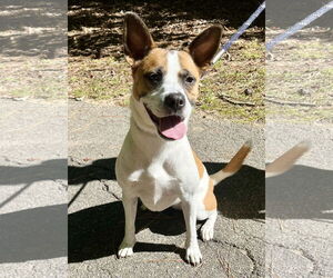 Lola b - Female Boxer-Unknown Mix Dog for Adoption - Photo #3