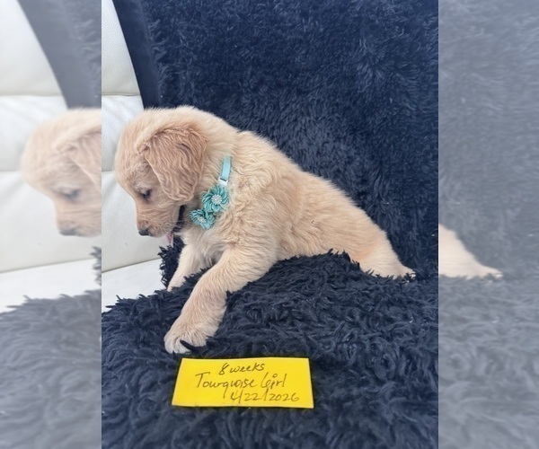 Medium Photo #25 Golden Retriever Puppy For Sale in ORLANDO, FL, USA