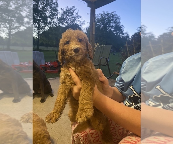 Medium Photo #3 Goldendoodle Puppy For Sale in MACOMB, MO, USA