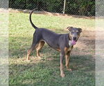 Small #1 Catahoula Leopard Dog-Doberman Pinscher Mix