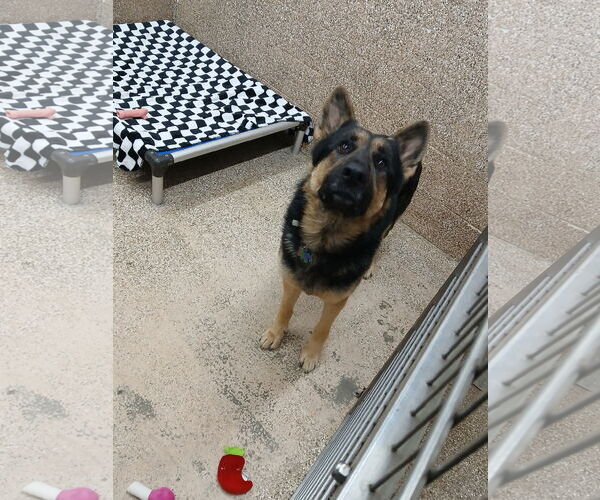 Medium Photo #1 German Shepherd Dog Puppy For Sale in Martinsburg, WV, USA