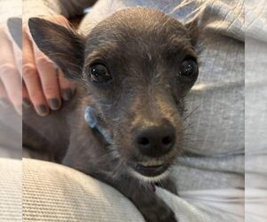 Mutt Dogs for adoption in Spring Lake, NC, USA