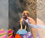 Small #5 Chihuahua-Greyhound Mix
