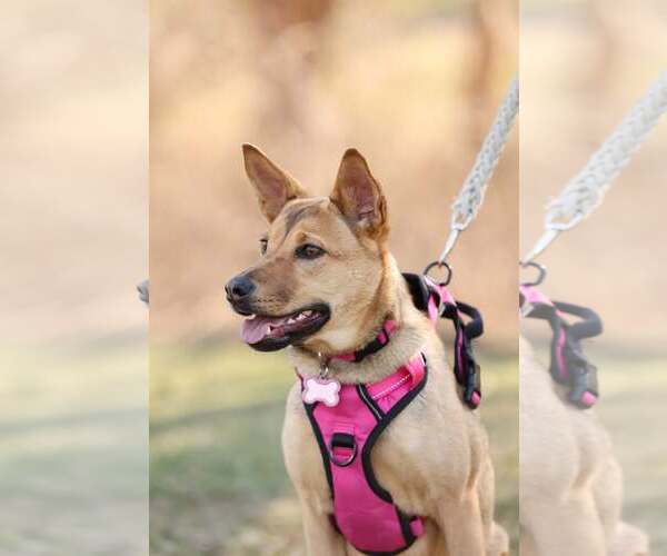Medium Photo #3 Mutt Puppy For Sale in Woodbury, NY, USA