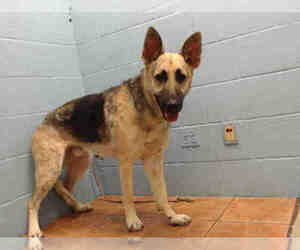 German Shepherd Dog-Unknown Mix Dogs for adoption in Downey, CA, USA