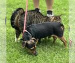 Small #3 Dachshund Mix