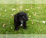 Small Photo #3 Cocker Spaniel-Poodle (Miniature) Mix Puppy For Sale in NAPPANEE, IN, USA
