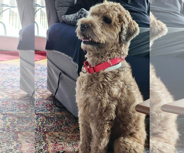 Medium Photo #7 Goldendoodle Puppy For Sale in Westwood, NJ, USA