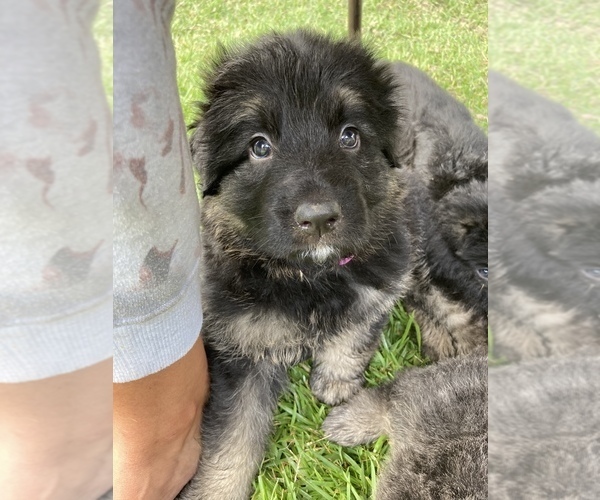 Medium Photo #16 German Shepherd Dog Puppy For Sale in BOERNE, TX, USA