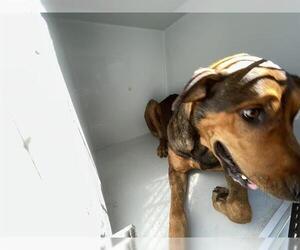 Labrador Retriever-Unknown Mix Dogs for adoption in Houston, TX, USA