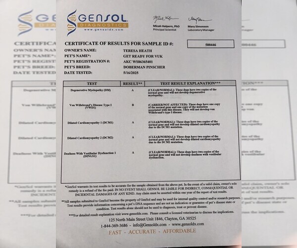 Medium Photo #4 Doberman Pinscher Puppy For Sale in KERNERSVILLE, NC, USA