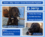 Puppy Jerry Great Dane-Poodle (Standard) Mix