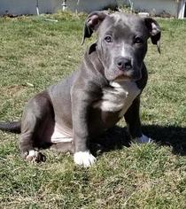 American Bully Puppy for sale in SPOKANE, WA, USA