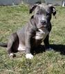 Small Photo #1 American Bully Puppy For Sale in SPOKANE, WA, USA
