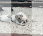 Small Photo #2 Labrador Retriever Puppy For Sale in COUNCIL BLUFFS, IA, USA