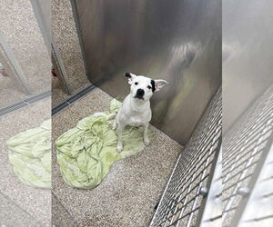 Mutt Dogs for adoption in Martinsburg, WV, USA