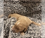 Small Photo #6 Goldendoodle Puppy For Sale in CENTURIA, WI, USA
