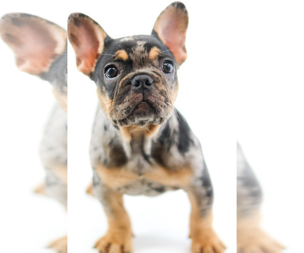 Medium Photo #4 French Bulldog Puppy For Sale in LAKELAND, FL, USA