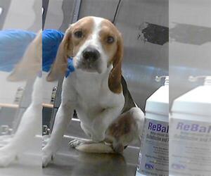 Beagle Dogs for adoption in Fayetteville, NC, USA
