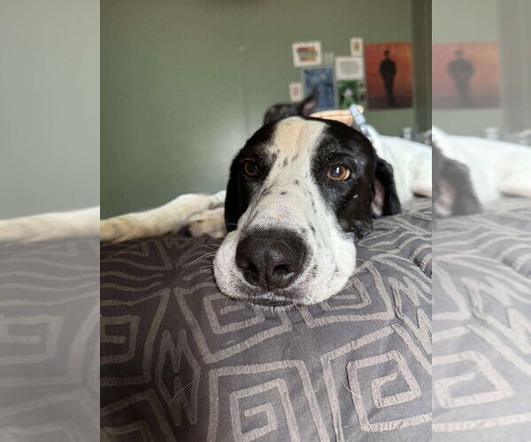 Medium Photo #8 Great Dane-Pointer Mix Puppy For Sale in Bullard, TX, USA