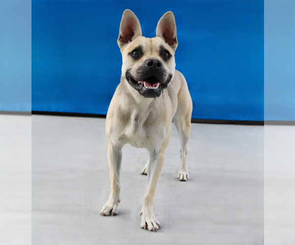 Medium Photo #2 French Bulldog-Unknown Mix Puppy For Sale in Pasadena, CA, USA