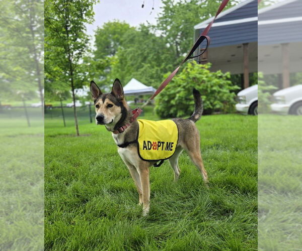 Medium Photo #7 German Shepherd Dog-Huskies  Mix Puppy For Sale in Foristell, MO, USA