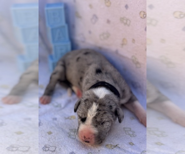 Medium Photo #1 Great Dane Puppy For Sale in MARSHVILLE, NC, USA