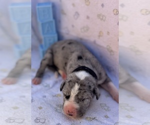 Great Dane Puppy for sale in MARSHVILLE, NC, USA