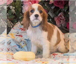 Cavalier King Charles Spaniel Dogs for adoption in Bon Carbo, CO, USA