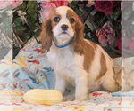 Small Cavalier King Charles Spaniel