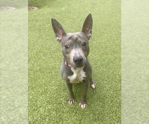 American Pit Bull Terrier Dogs for adoption in Derwood, MD, USA