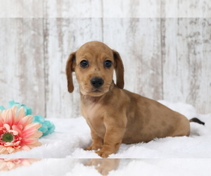 Dachshund Puppy for sale in SHILOH, OH, USA