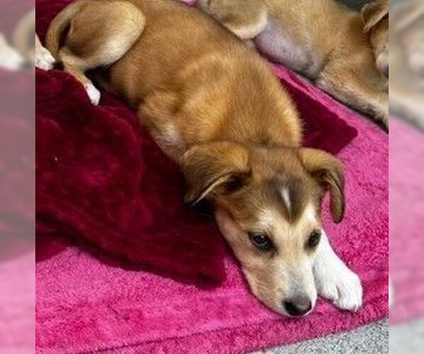 Medium Photo #3 Siberian Husky-Unknown Mix Puppy For Sale in Sequim, WA, USA