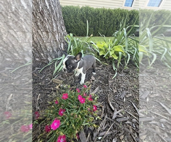 Medium Photo #6 Boston Terrier Puppy For Sale in FREDONIA, KS, USA