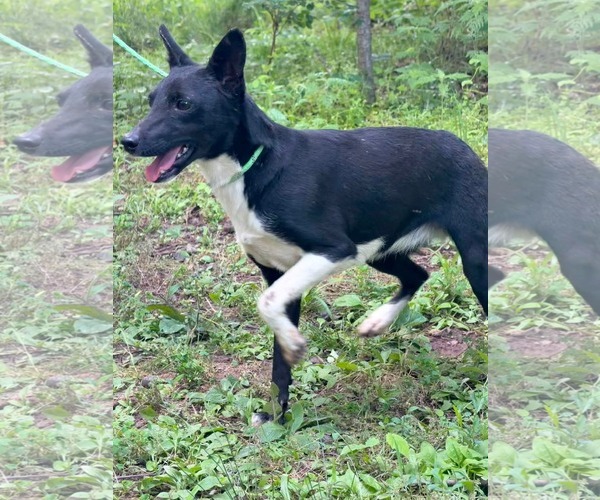 Medium Photo #6 Mutt Puppy For Sale in HOPKINSVILLE/PRINCETON, KY, NH, USA