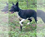 Small #5 Mutt