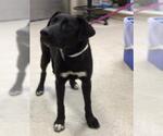 Small Labrador Retriever