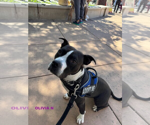 Medium Photo #8 Mutt Puppy For Sale in Woodland Hills, CA, USA