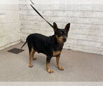 Small Miniature Pinscher