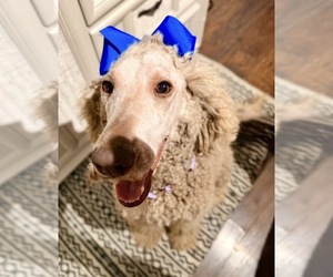 Mother of the Labradoodle-Miniature Australian Shepherd Mix puppies born on 02/11/2026