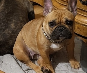 Mother of the French Bulldog puppies born on 01/01/2023