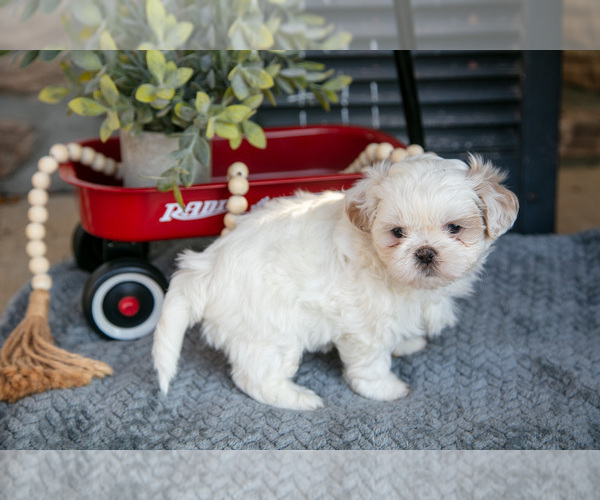 Medium Photo #9 Shih Tzu Puppy For Sale in CHRISTIANA, PA, USA