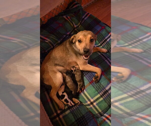 Medium Photo #3 Labrador Retriever-Unknown Mix Puppy For Sale in Aurora, IN, USA