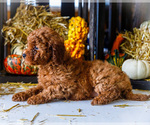 Puppy Puppy 6 Goldendoodle-Poodle (Miniature) Mix