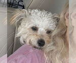 Small #1 Maltese Mix