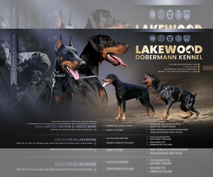 Doberman Pinscher Puppy for Sale in FORT LAUDERDALE, Florida USA