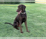Small #2 Labrador Retriever