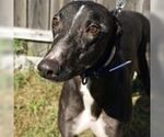 Small Greyhound